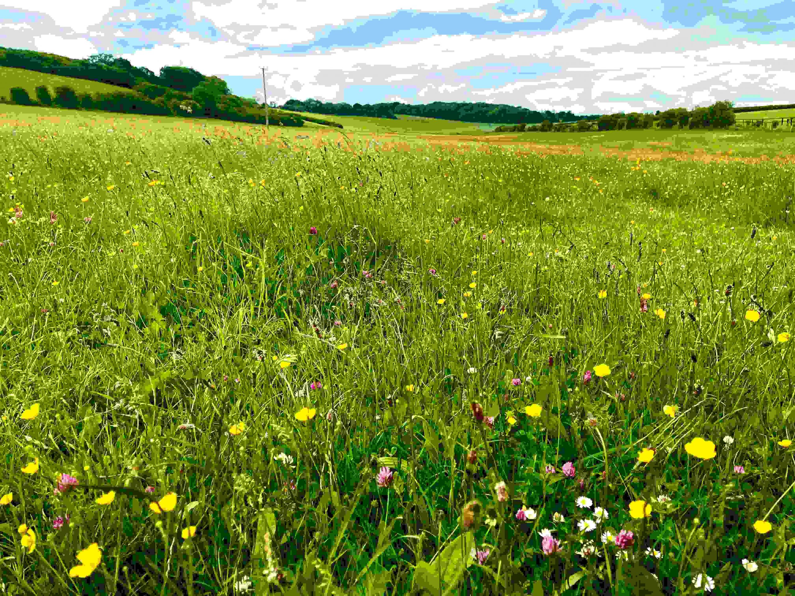 compressjpgFarncombe Farm vista